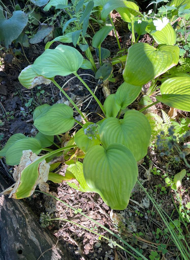 Plant name: Hosta Hosta  